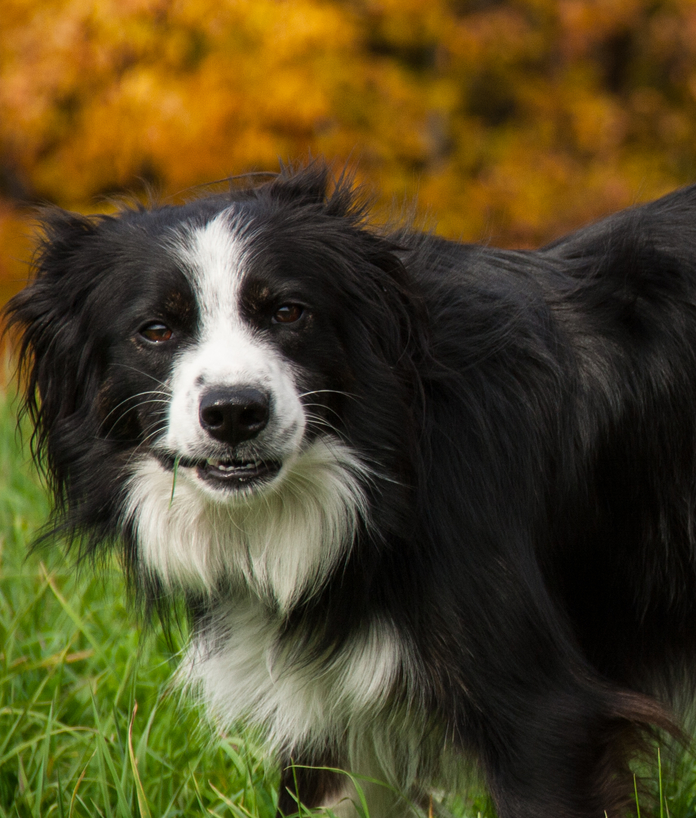 Border Collies- A Good Fit For Your Family? - Living With Gotlands