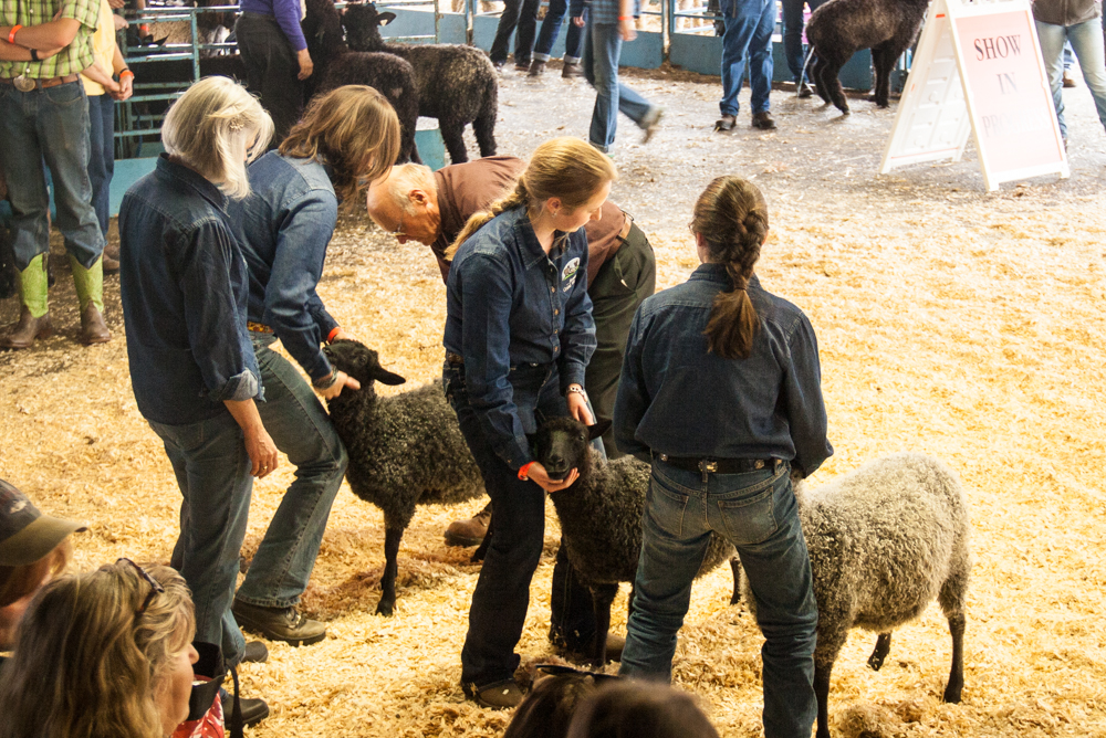 NY Sheep and Wool Festival Sheep Show Living with Gotlands