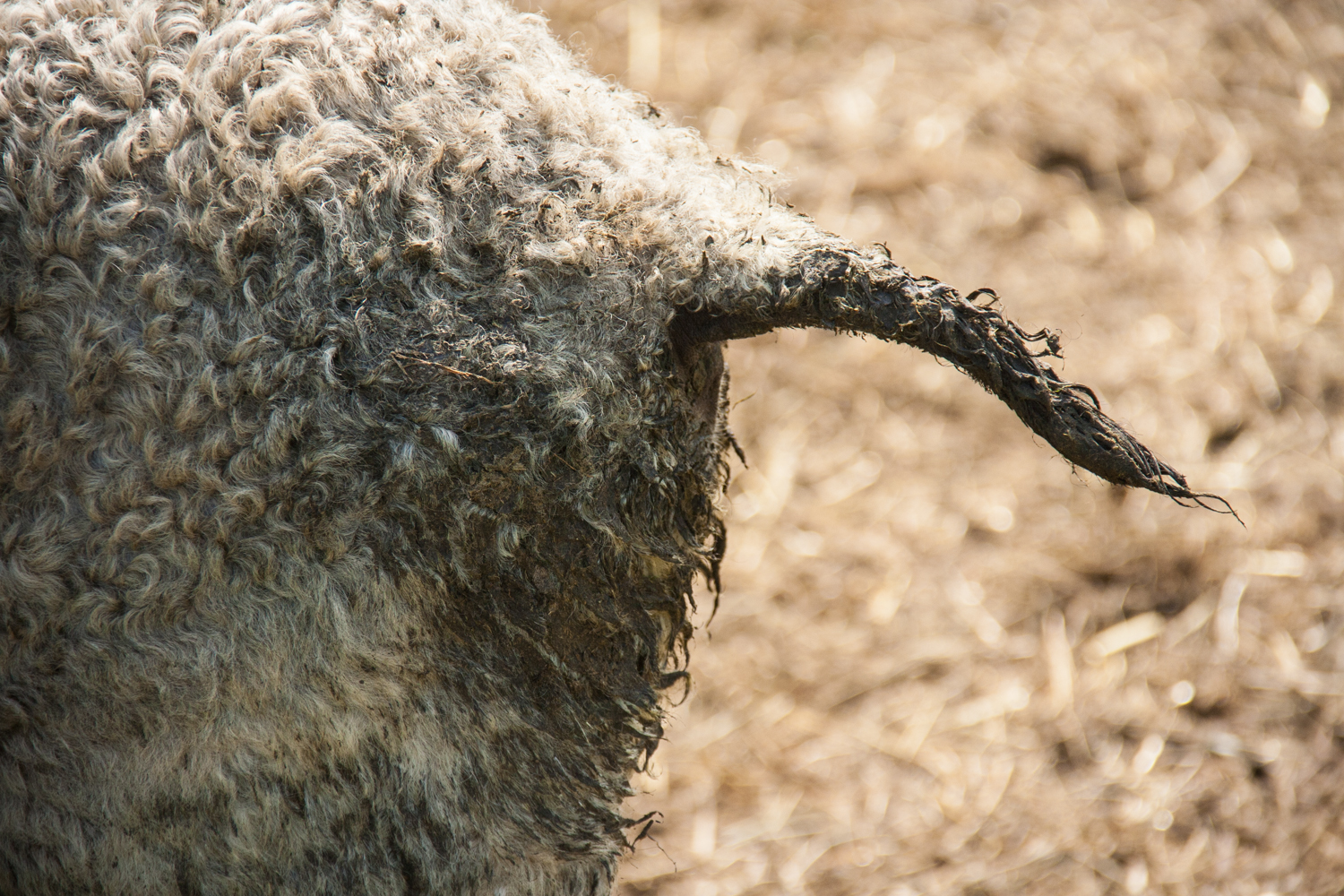 Pasture Management For Parasite Control On Sheep Farms